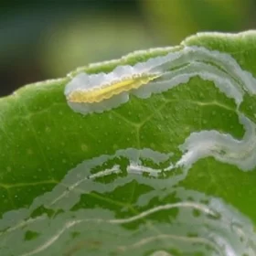 Phòng Và Trị Sâu Vẽ Bùa Trên Bưởi
