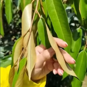 Cách Khắc Phục Bệnh Ngủ Ngày Trên Cây Sầu Riêng